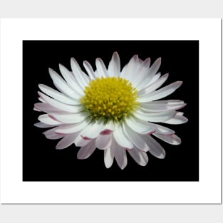 wonderful daisy flower, nature, daisies, Posters and Art